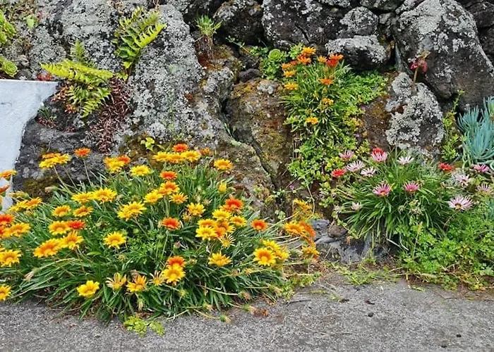 Casa de Férias Adega Da Figueira