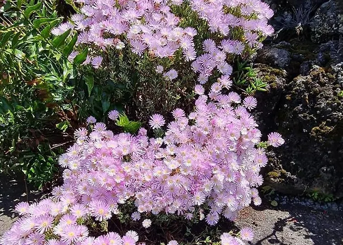 Adega Da Figueira Holiday home